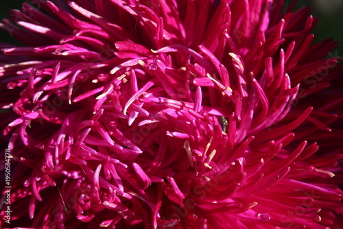 red dahlia flower