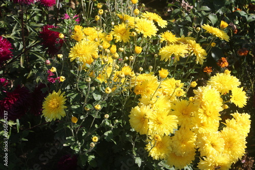 flowers in the garden