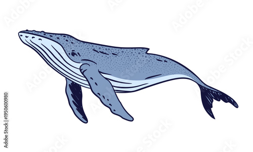 Blue humpback whale vector illustration, hand drawn marine mammal sketch, oceanic wildlife creature isolated on white, nautical decorative element.