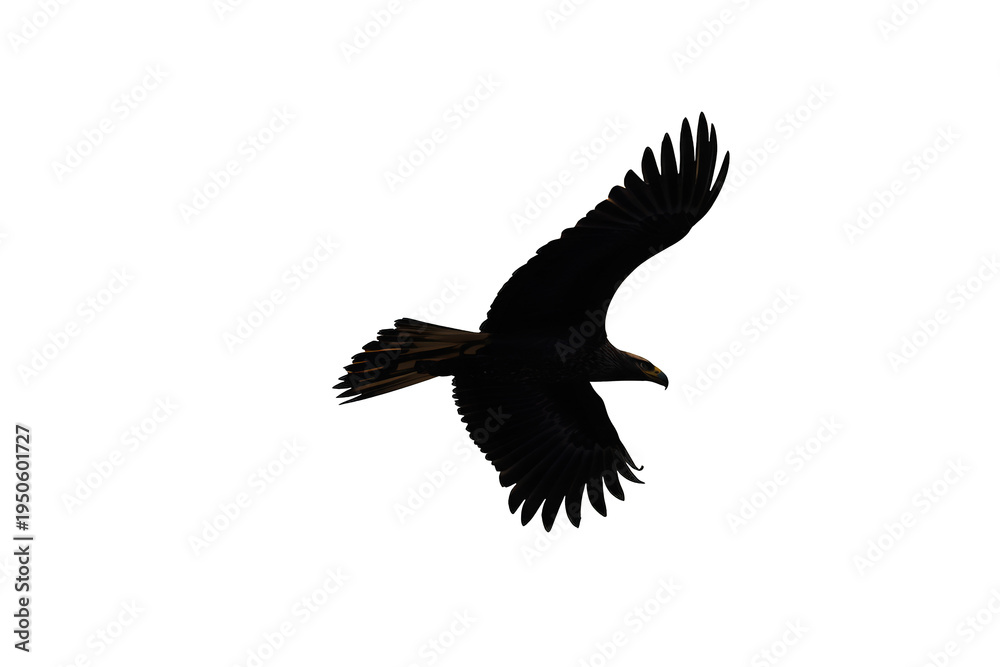 Fototapeta premium Eagle flying silhouette against transparent background, wings spread, symbolizing freedom, power, and nature