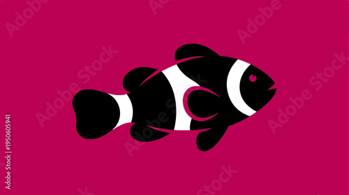 Black and white clownfish swimming against a vibrant magenta background.