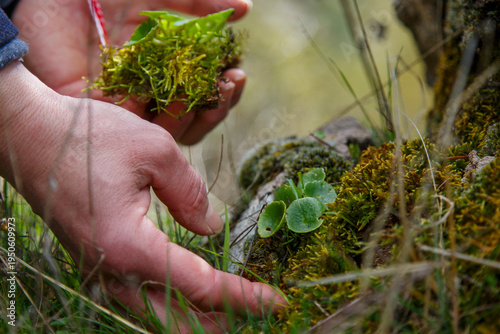 Photos A woman's hands collecting a plant, navelwort or Umbilicus rupestris, among the moss of a shady area where this succulent species lives
