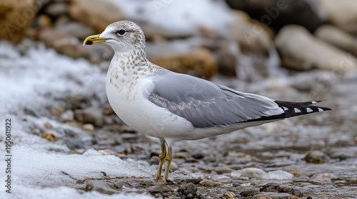Wallpaper Mural Seagull standing on rocky snowy ground with gray and white feathers looking alert in a natural outdoor environment with a hint of winter Torontodigital.ca