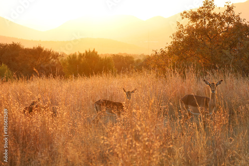 Bushveld sunset