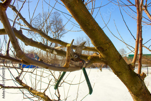 Садовые ножницы для обрезки деревьев.Garden shears for pruning trees.