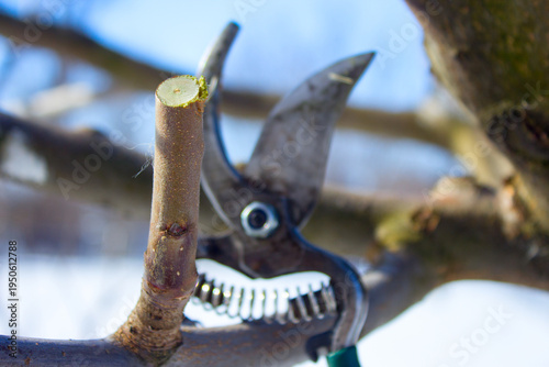 Срез ветки сделанный секатором.A branch cut made with pruning shears.