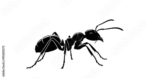 black ant silhouette insect