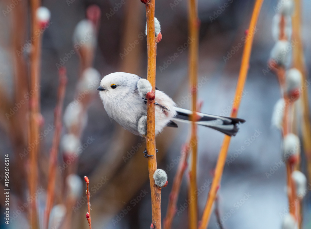 Fototapeta premium A long-tailed tit sits on willow branches with white buds in a spring park