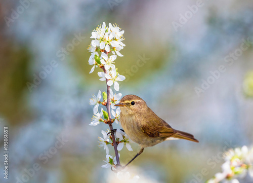 A small willow warbler sings while sitting on a branch of a flowering white b...