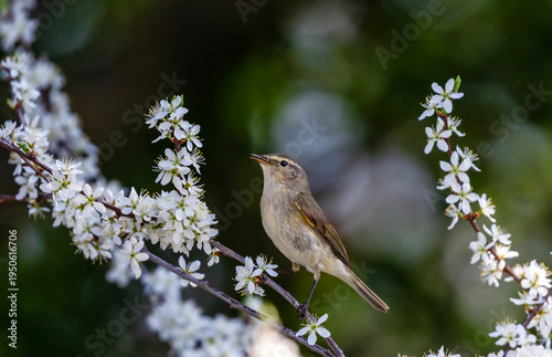 A small willow warbler sings while sitting on a flowering white bush in the g...