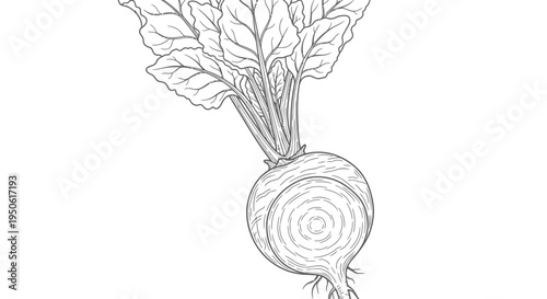 hand drawn vector illustration of onion