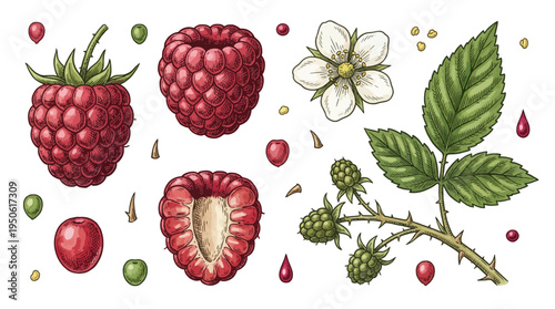 Hand Drawn Vintage Raspberry Botanical Illustration Set with Berries Flowers and Leaves Vector Graphics