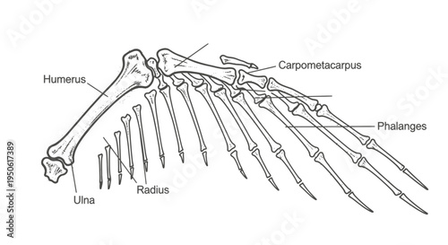 bird skeleton anatomy