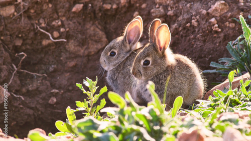 two little rabbits near their hole, close 421