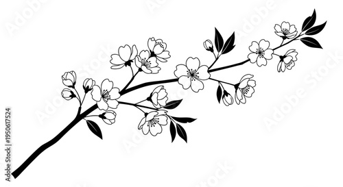 black and white cherry blossom branch