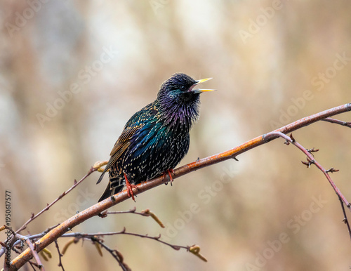 Foto beautiful male bird of colorful starling sits on the branches of birch tree in s