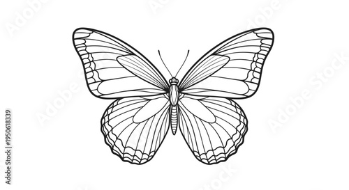 butterfly on white background