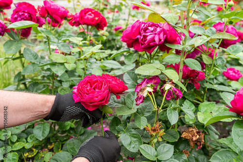 Close up of gardener hands touching bright red and pink roses in garden, floral beauty concept