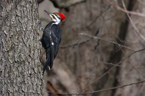 Pileated Woodpecker perching on a tree