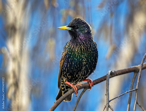 bright and beautiful male bird of colorful starling sits on branches in sprin...
