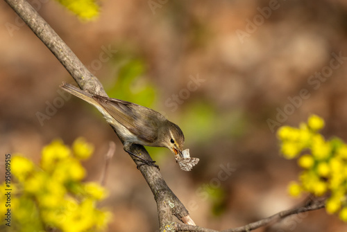 portrait of a warbler bird caught a white moth in its beak in a spring sunny ...