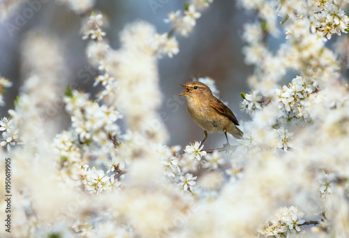 A willow warbler sings while sitting on a flowering white bush in spring