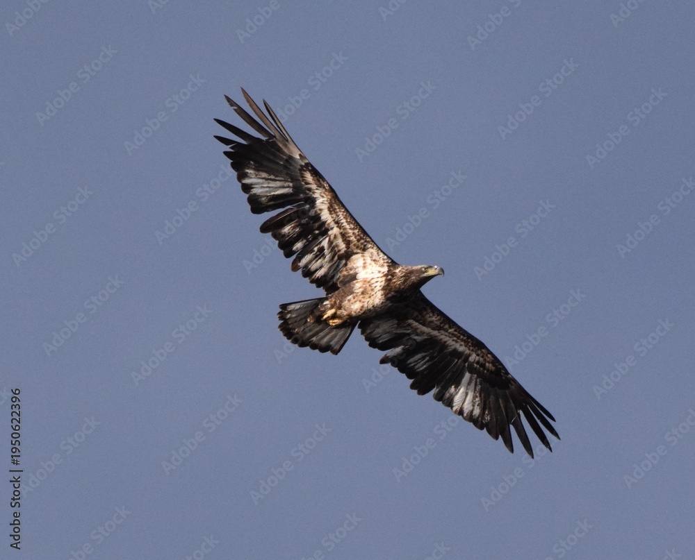 Fototapeta premium Eagle