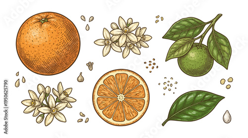 Hand Drawn Vintage Botanical Orange Fruit Illustration Set with Citrus Blossoms, Leaves, and Slices, Engraved Style Vector Graphics for Packaging Design