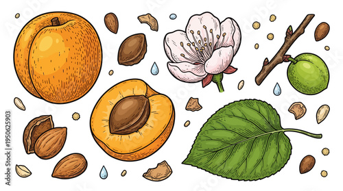 Hand Drawn Vector Illustration of Apricot Fruit Set with Blossom, Leaf, Kernels, and Whole Fruit in Vintage Engraving Style