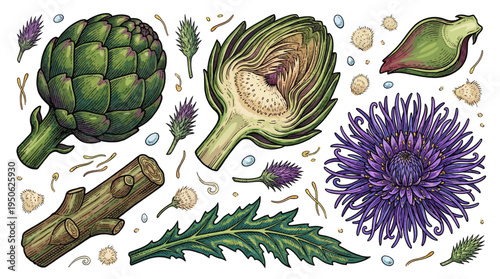 Hand Drawn Vintage Artichoke and Purple Thistle Botanical Vector Illustration Set with Detailed Leaves, Flowers, and Slices Isolated on White