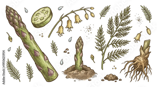 Hand Drawn Vintage Asparagus Botanical Illustration Set Featuring Spears, Roots, Flowers, and Foliage. Retro Engraved Style Vector Graphic for Organic Food Packaging and Garden Design.
