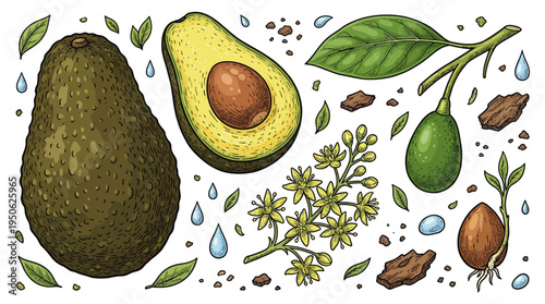 Hand Drawn Avocado Botanical Collection: Whole Fruit, Sliced Half with Pit, Flowers, Leaves, and Sprout. Vintage Engraving Style Vector Illustration Set for Organic Food Design.