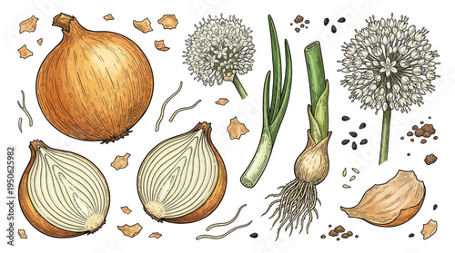 Hand-drawn onion botanical set with whole bulbs, sliced halves, green scallions, flowers, and seeds. Vintage engraving style vector illustration for food and gardening design.