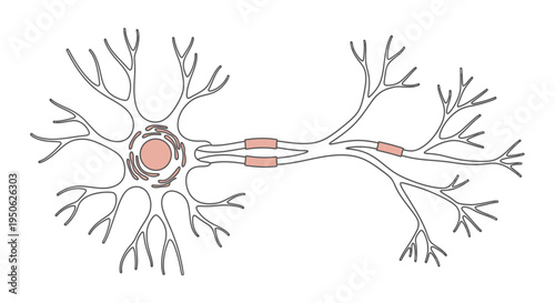 neuron cell structure