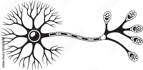 Brain neuron symbol. Human neuron cell sign. Synapses, myelin sheat, cell body, nucleus, axon. black icon drawing vector