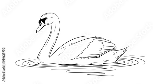 swan swimming in water