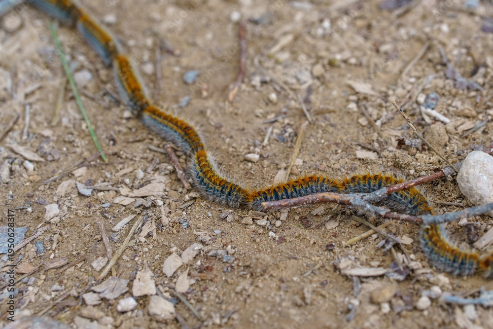 Fototapeta premium Thaumetopoea pityocampa. Procession of caterpillars crawling across a dusty forest path in a line formation. The hairy larvae move together demonstrating natural collective