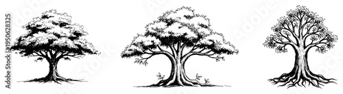 Vintage tree vector set Hand drawn sketch illustration of oak and old tree with roots for nature logo design