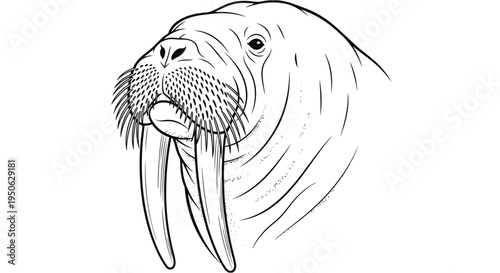 walrus head with tusks