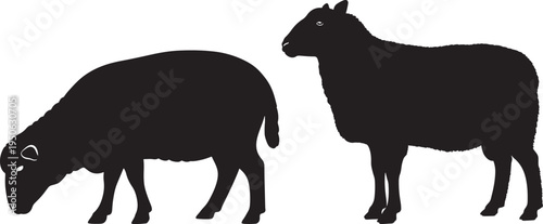 Two sheep silhouettes on white background