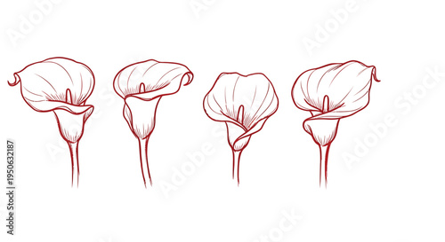 Set of 4 calla lily flower illustrations vector