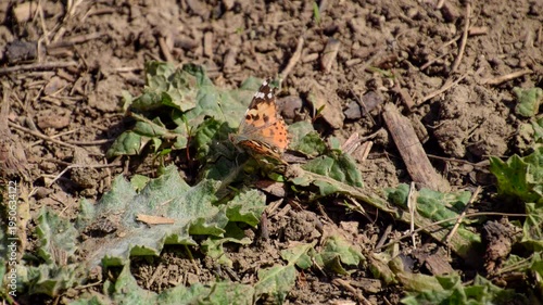 The Small tortoiseshell on the plant. Spring butterflies flying.