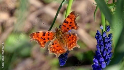 Polygonia c-album on a flower. Butterfly drinking the nectar of the flower.