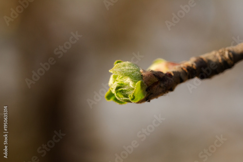 Macro shot of a single green bud emerging on a tree branch in early spring.