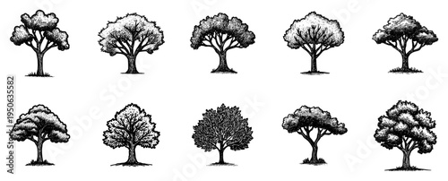 Deciduous Trees Illustrations Set Vintage Engraved Botanical Vector