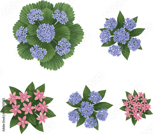 Top view colorful flowering plants collection with green leaves and blooming flowers vector illustration for garden design and nature themes