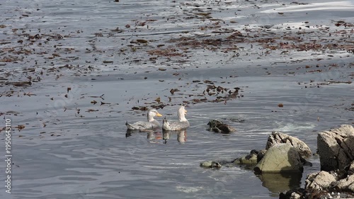 Two ducks of a marine species swimming amidst various remnants of vegetation floating in the water. 