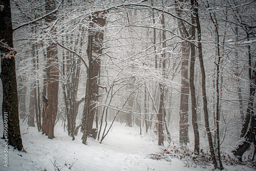winter forest in the snow
