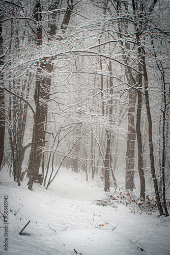winter in the forest