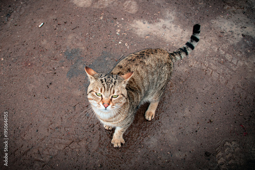 bengal cat on the tree